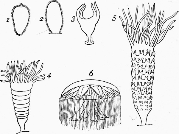 Fig. 5.—Medusa aurita, and progressive stages of development.