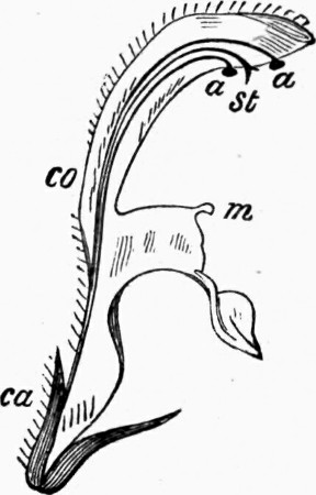 Fig. 8.