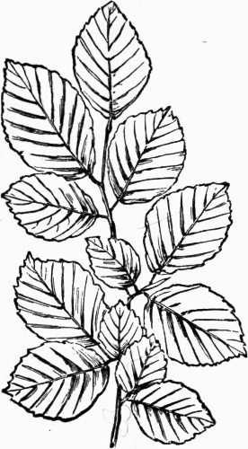 Fig. 15.—Beech.