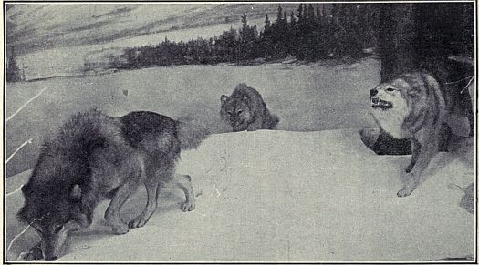 TIMBER WOLVES ON THE TRAIL Closely related to foxes and dogs. Range: Formerly over most of North America. Habitat Group in American Museum of Natural History.