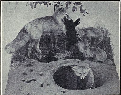 RED FOX RETURNING TO ITS YOUNG FROM SOME FARMER'S HEN-ROOST