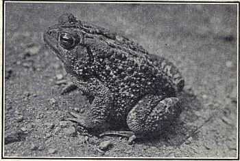 TOAD