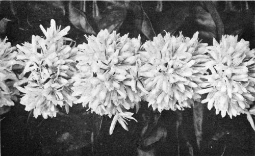 Coffea Quillou Flowers in Full Bloom