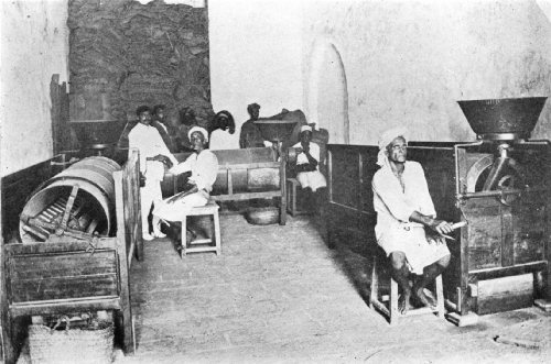 Cleaning and Grading Coffee by Machinery in Aden