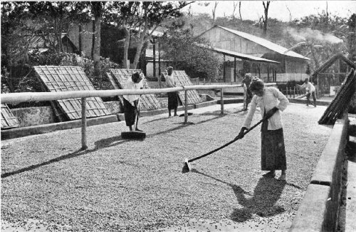 Open-air Drying Grounds on a West Java Estate