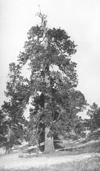 A VETERAN WESTERN YELLOW PINE