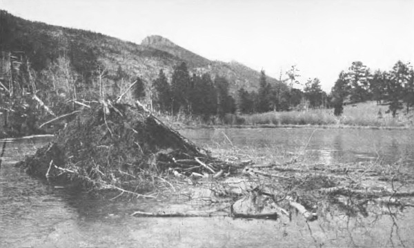 A BEAVER-HOUSE: Supply of winter food piled on the right