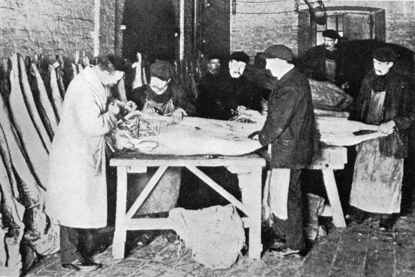 A DRASTIC INSPECTION  Of Refrigerated Chinese Pork at the Port of Liverpool.