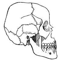 Drawing of a skull