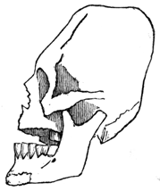 Drawing of skull