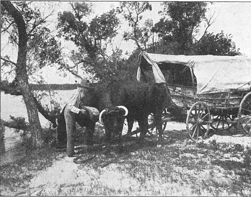 Preparing to cross a river; unyoking the oxen.