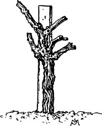 Fig. 29. Vine of Fig. 28 after pruning for vase-formed head.