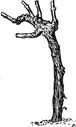 Fig. 32. Four-year-old vine pruned for high vase-formed head.