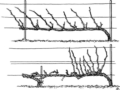 Fig. 35. Unilateral horizontal cordon with half-long pruning.