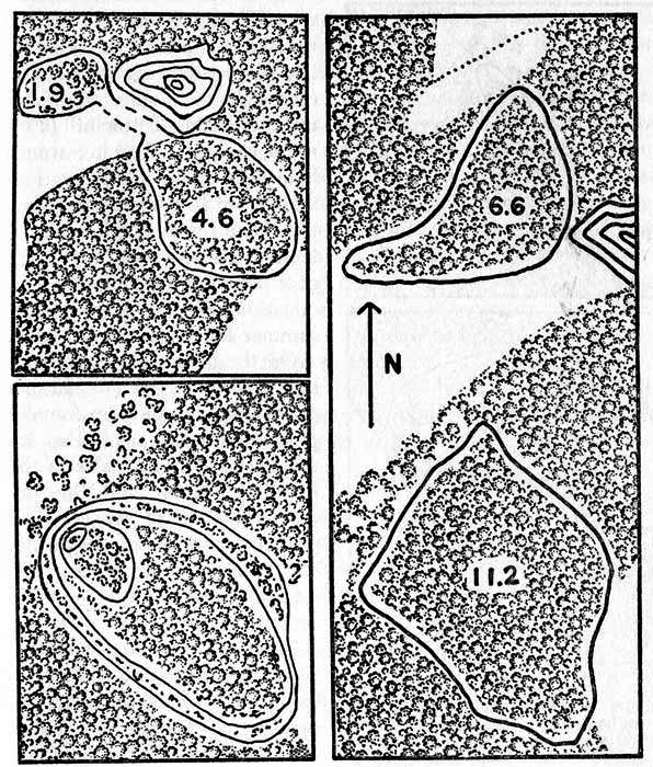 Maps showing home ranges of cottontails in relation to woodland and open fields on the study area. One inch equals approximately 470 feet.