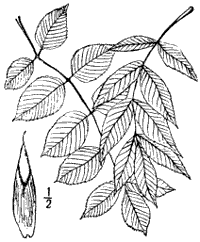 Fig. 11.