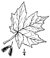 Fig. 12.