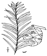 Bald Cypress, leaf and fruit.