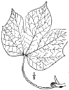 S. platanifòlia.