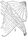 P. fléxilis.