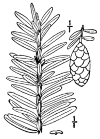 T. Canadénsis.