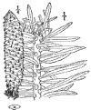 A. Cephalónica.