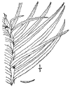 C. Sinénsis.