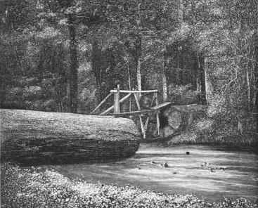 A Forest Bridge