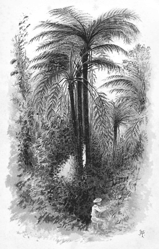 TREE-FERNS, AUSTRALIA