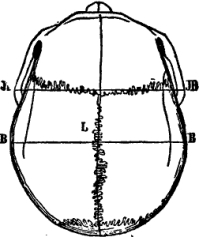 Skull Formation