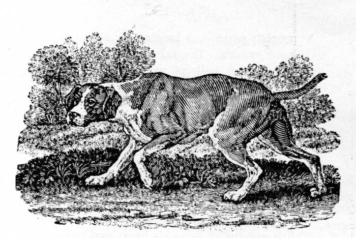 Figure 8.—"The Spanish Pointer", illustration (actual size) by Thomas Bewick, from A general history of quadrupeds, 1790, in the collections of the Library of Congress.