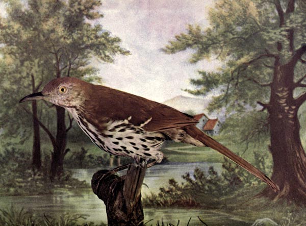 brown thrasher