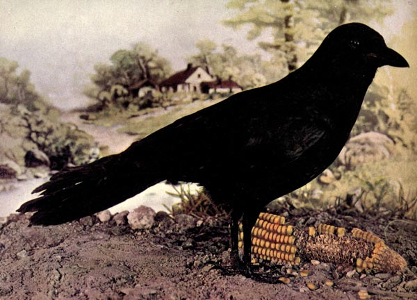 common crow