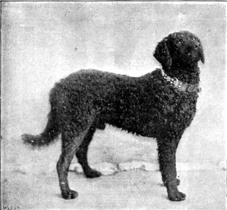 "PRINCE."  From a Photo. by C. Malfait, Dunkirk.