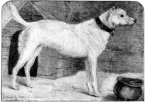 "RACKET."  From the Drawing by Sir Edwin Landseer.