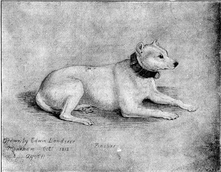 "PINCHER."  From the Drawing by Sir Edwin Landseer.