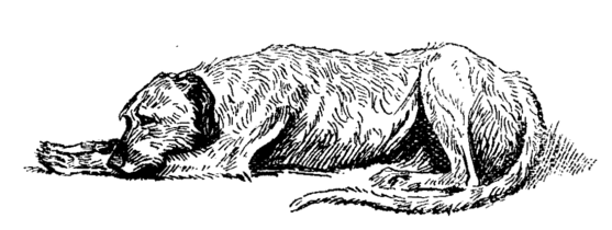 wolfhound lying down