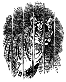 tiger behind bars