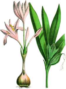 PL. VIII - COLCHICUM AUTUMNALE.