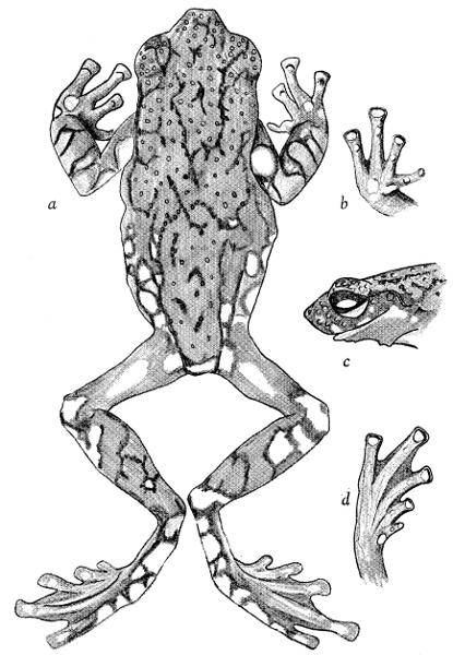 Fig. 1. Allophryne ruthveni, male (KU 69890); (a) Dorsum. (b) Thenar view of right hand. (c) Lateral profile of head. (d) Plantar view of right foot. × 3.5.