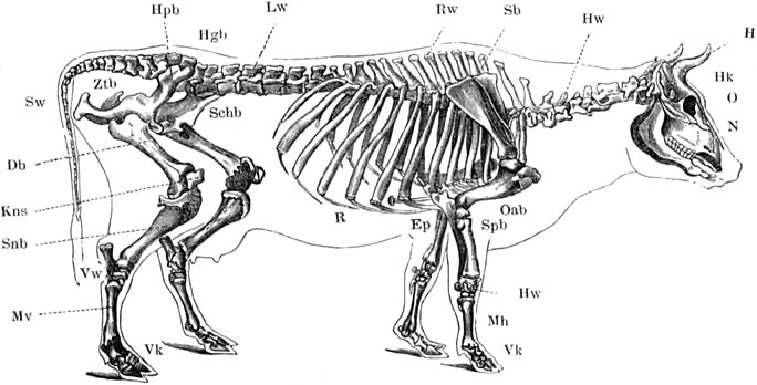 Fig. 11. Geraamte van het rund.