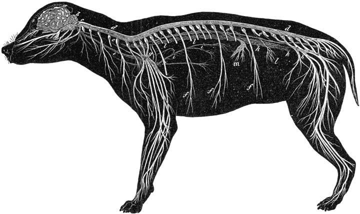 Fig. 14. Zenuwstelsel van den hond.