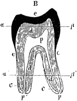 Fig. 31. Overlangsche doorsnede door eene menschenkies.