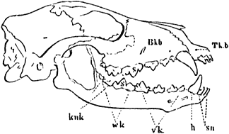 Fig. 36. Schedel van den hond.