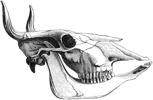 Fig. 37. Schedel van een Holsteinsch rund, van ter zijde gezien.