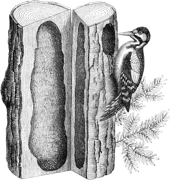 Fig. 80. Groote bonte specht; ½ nat. gr.