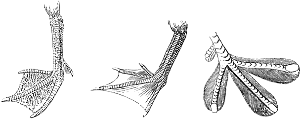 Fig. 101. Voeten van gans, Jan van Gent en fuut.