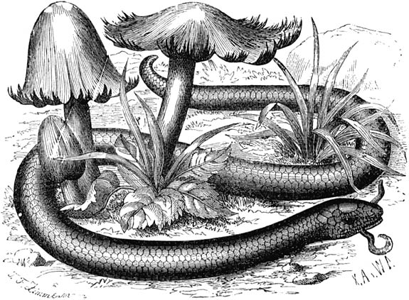 Fig. 106. Hazelworm; nat. gr.