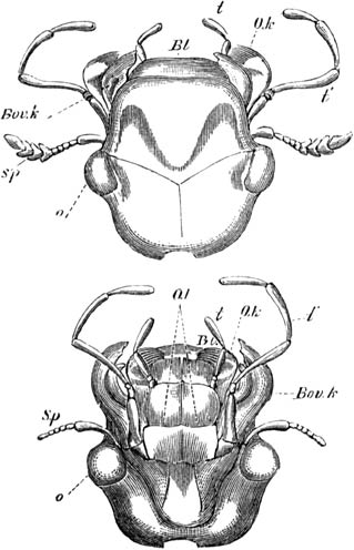 Fig. 117.