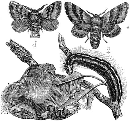 Fig. 142. De ringelrups.